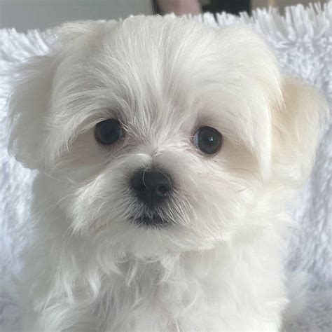 For sale maltese. Things To Know About For sale maltese. 